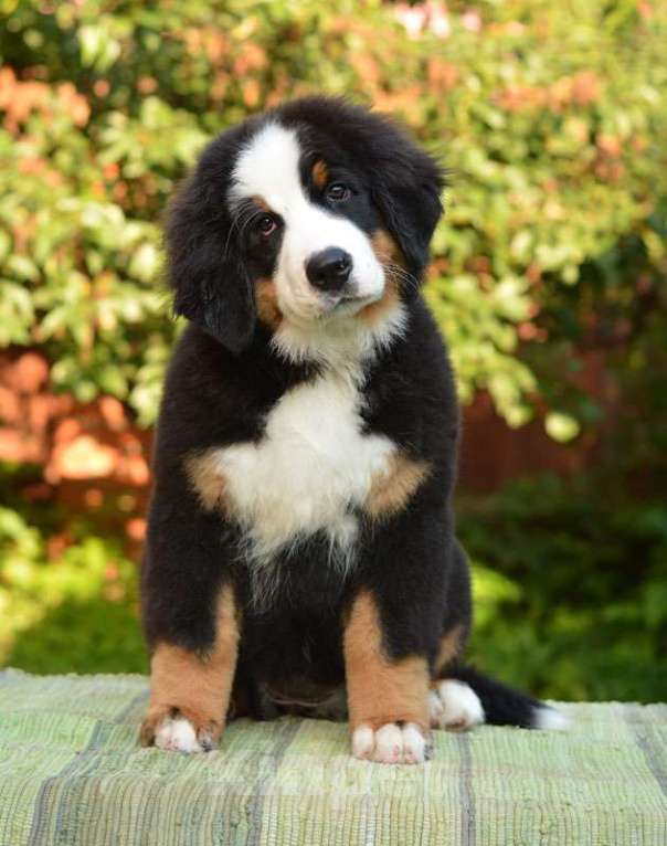 Собаки в Подольске: Щенки бернского зенненхунда Девочка, Бесплатно - фото 3