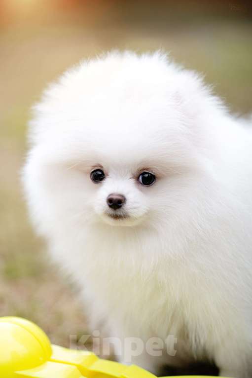 Собаки в Видном: Померанский шпиц Мальчик, 50 000 руб. - фото 2