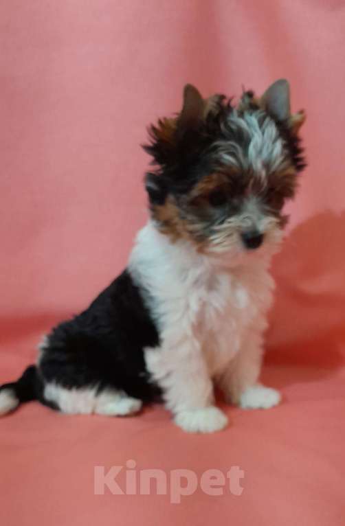 Собаки в Москве: Миниатюрная девочка Девочка, 80 000 руб. - фото 3