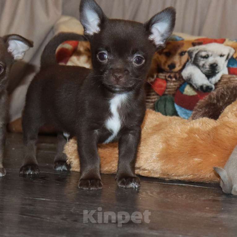 Собаки в Москве: Шоколадный батончик ЧИ Мальчик, 29 000 руб. - фото 1