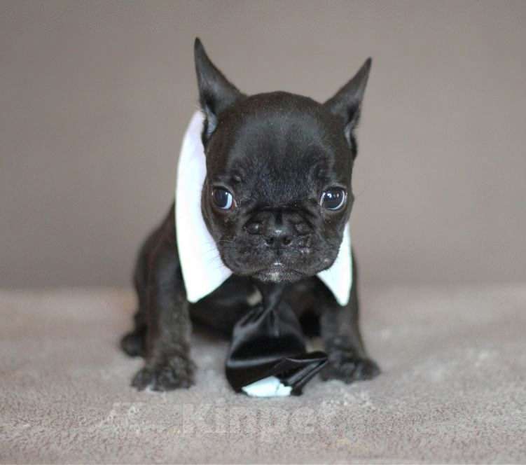 Собаки в Перми: Щенок французского бульдога Мальчик, 40 000 руб. - фото 5