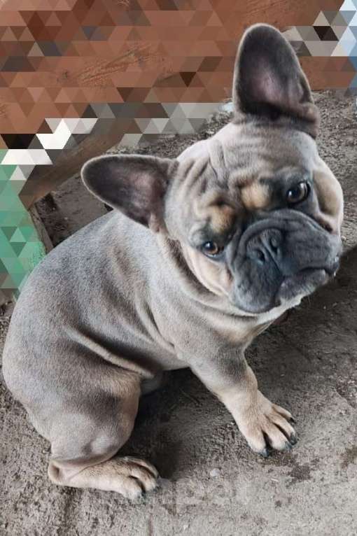 Собаки в Тимашевске: Щенки французского бульдога Мальчик, 20 000 руб. - фото 4