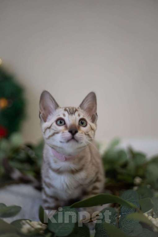 Кошки в Москве: Амелия Девочка, 60 000 руб. - фото 7