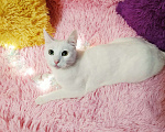 Кошки в Санкт-Петербурге: Белый кот 10мес. ищет дом  Мальчик, 200 руб. - фото 8