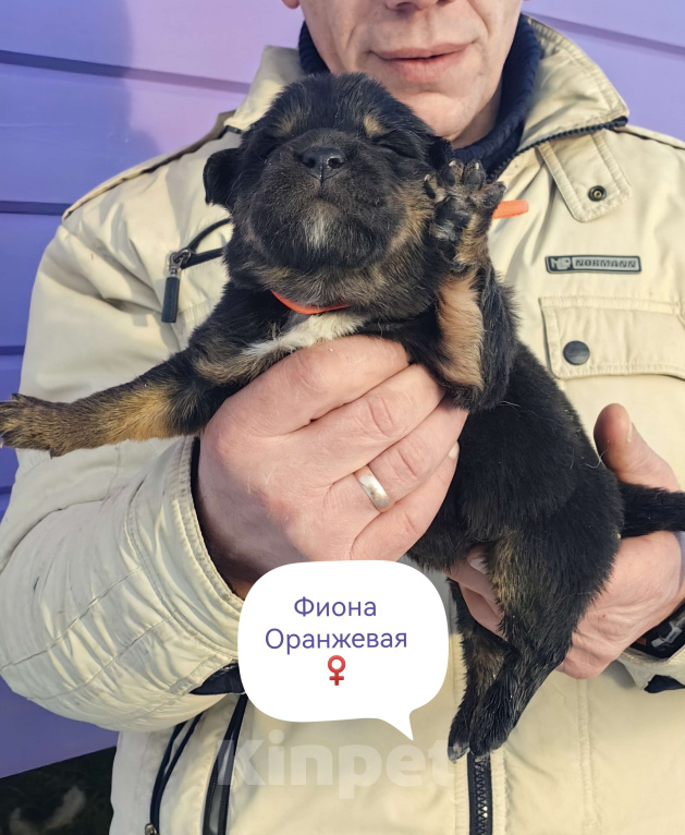 Собаки в Санкт-Петербурге: Щенки Банхара  Девочка, 95 000 руб. - фото 2