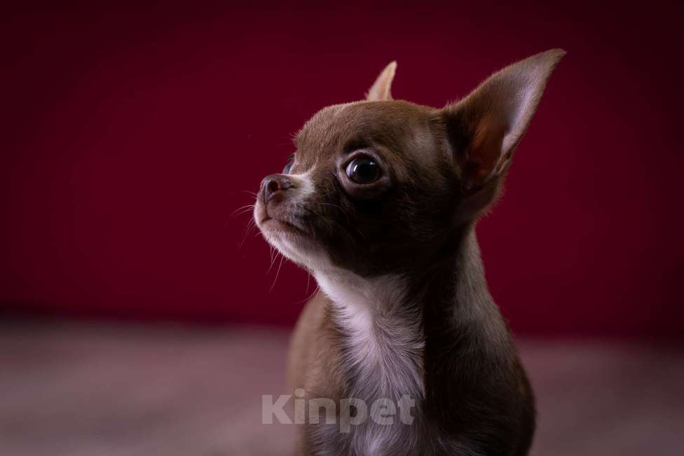 Собаки в Балашихе: Мини мальчик шоколадный чихуахуа  Мальчик, 40 000 руб. - фото 6