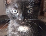 Кошки в Новочеркасске: Отдам котят бесплатно Девочка, Бесплатно - фото 3