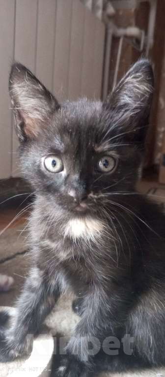 Кошки в Новочеркасске: Отдам котят бесплатно Девочка, Бесплатно - фото 3