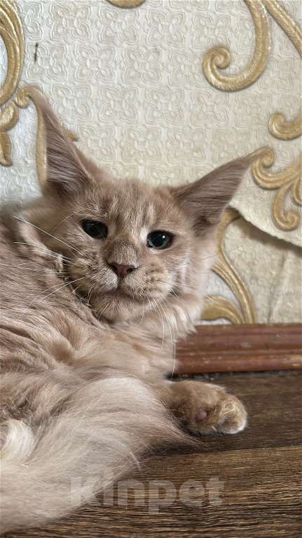 Кошки в Дмитрове: Мальчик мейн-кун Мальчик, 20 000 руб. - фото 4