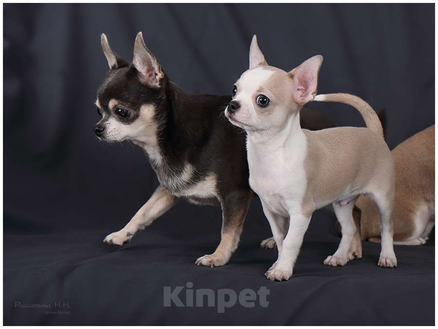 Собаки в Москве: Голубо-палевый мальчик чихуахуа Мальчик, Бесплатно - фото 6