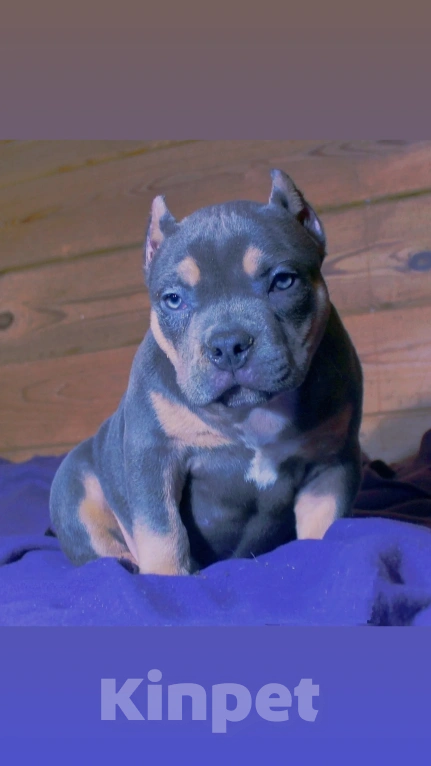 Собаки в других городах Ярославской области: Девочка- булли Девочка, 90 000 руб. - фото 10