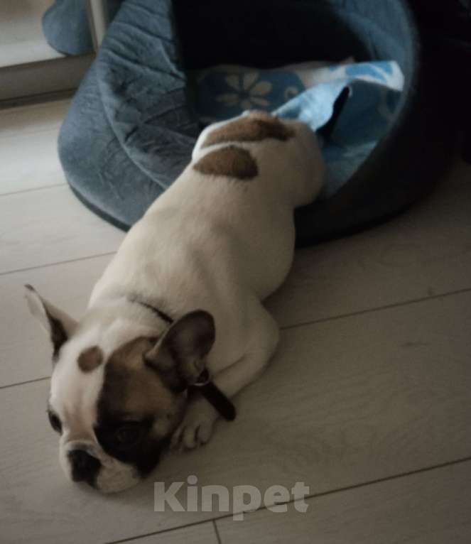 Собаки в Москве: Продаю собаку Девочка, Бесплатно - фото 5