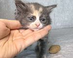 Кошки в Санкт-Петербурге: Котенок 1 месяц Астрид Девочка, Бесплатно - фото 2