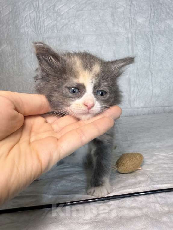 Кошки в Санкт-Петербурге: Котенок 1 месяц Астрид Девочка, Бесплатно - фото 2