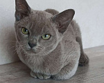 Кошки в других городах Ленинградской области: Котята европейской бурмы Мальчик, 30 000 руб. - фото 4