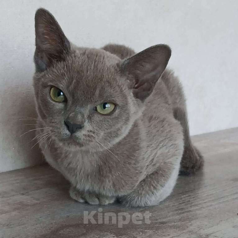 Кошки в других городах Ленинградской области: Котята европейской бурмы Мальчик, 30 000 руб. - фото 4
