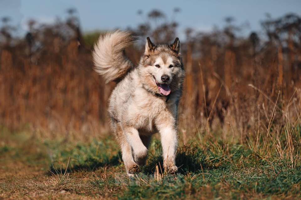 Собаки в Москве: Маламут Аякс ищет дом Мальчик, 1 руб. - фото 8