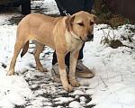 Собаки в Балашихе: щенок метис алабая ищет дом Девочка, Бесплатно - фото 1