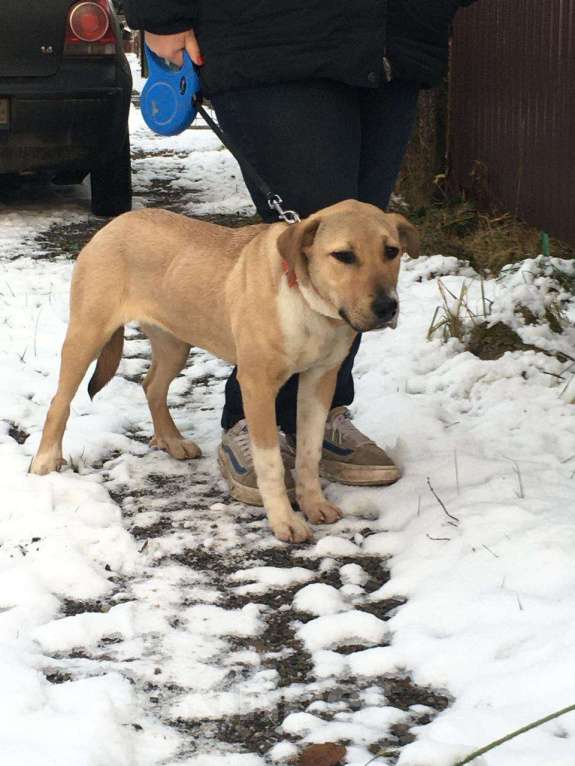 Собаки в Балашихе: щенок метис алабая ищет дом Девочка, Бесплатно - фото 1