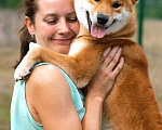 Собаки в Санкт-Петербурге: Сиба ину вязка с чемпионом Мальчик, 40 000 руб. - фото 1