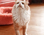 Кошки в Москве: Ласковое солнышко Персик, умнейший домашний котик в добрые руки Мальчик, Бесплатно - фото 4