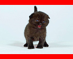 Кошки в Омске: Шотландский вислоухий кот, 35 000 руб. - фото 5