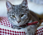 Кошки в Туле: Котенок Космос в добрые руки, 10 руб. - фото 1