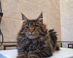 Кошки в Перевозе: Кот Мейн-кун, 5 000 руб. - фото 2