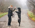 Собаки в Москве: Молодой метис лабрадора Чак в добрые руки Мальчик, 1 руб. - фото 7