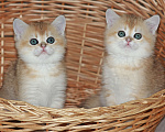 Кошки в Светогорске: Солнечный детки! Мальчик, 25 000 руб. - фото 4