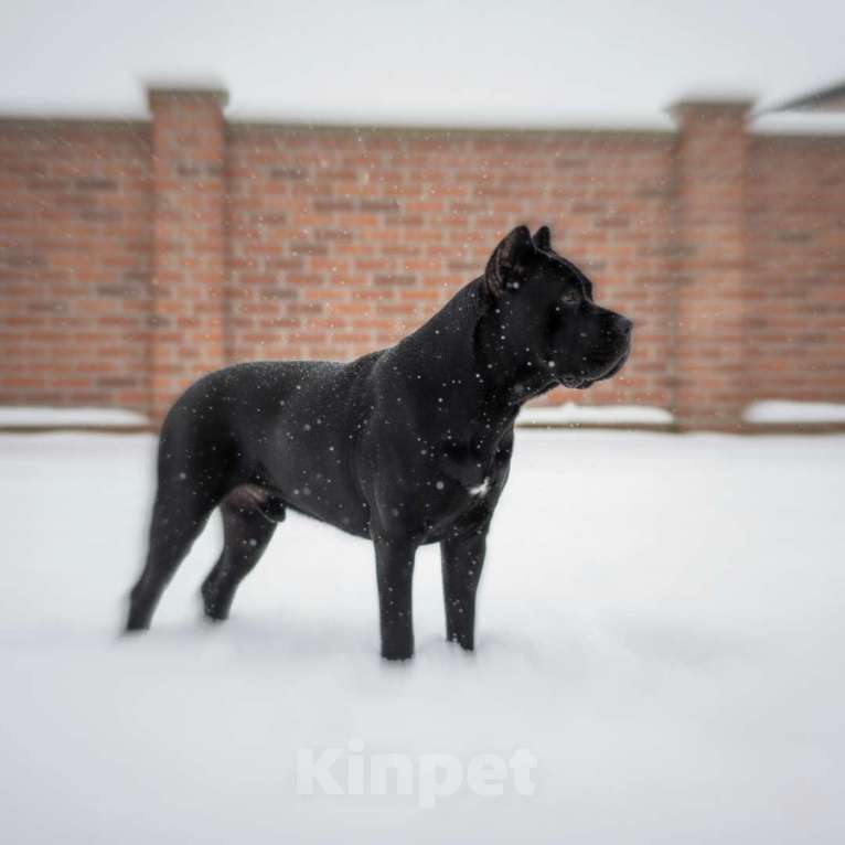 Собаки в Москве: Элитный щенок 7 месяцев  Мальчик, 30 000 руб. - фото 5