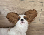 Собаки в Новосибирске: Кавалер кинг-чарльз-спаниель, щенок Мальчик, 70 000 руб. - фото 2