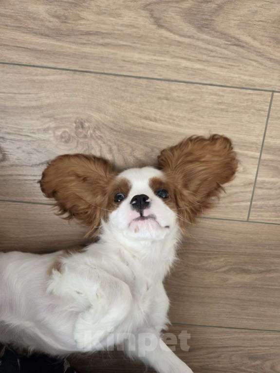 Собаки в Новосибирске: Кавалер кинг-чарльз-спаниель, щенок Мальчик, 70 000 руб. - фото 2