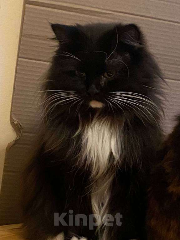 Кошки в Москве: Невероятно ласковый котик Русик ищет себе новых родителей Мальчик, Бесплатно - фото 2