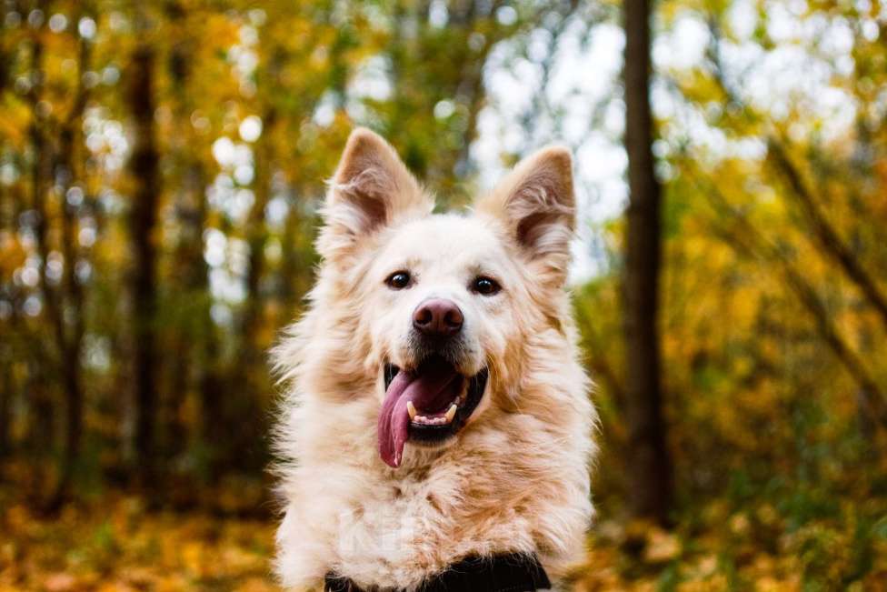 Собаки в Москве: Элазар Мальчик, Бесплатно - фото 2