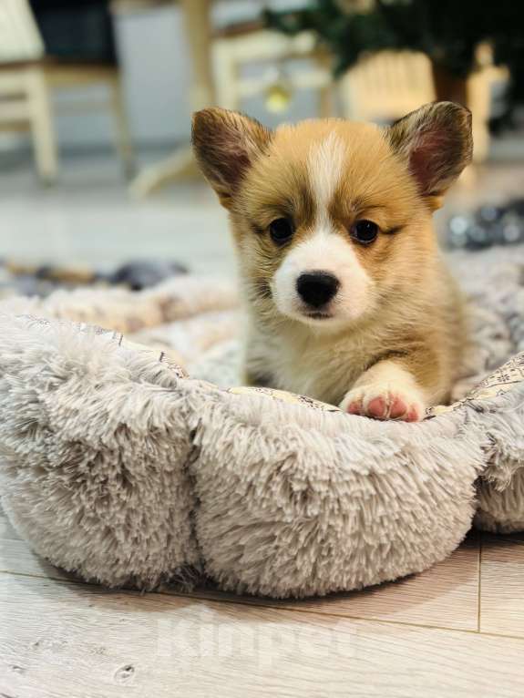 Собаки в Краснозаводске: Продажа щенков корги Мальчик, 45 000 руб. - фото 4