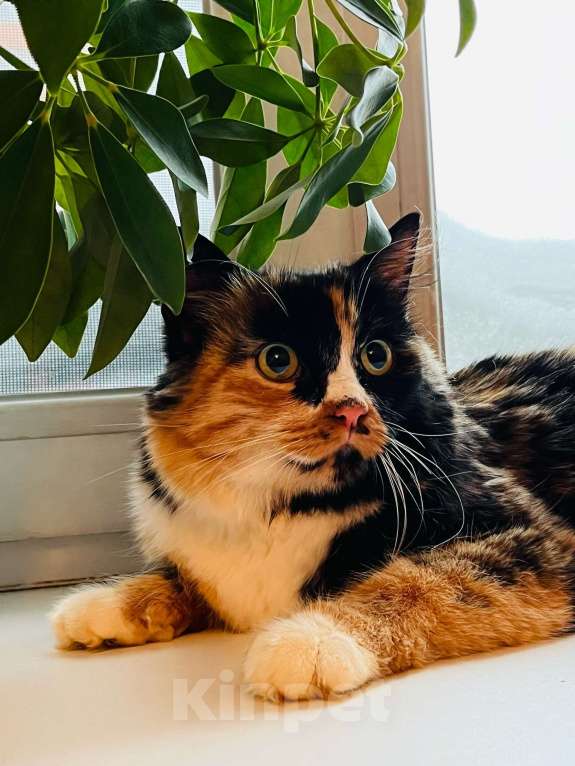 Кошки в Новосибирске: Кошка трехцветная в хорошие руки! Девочка, 5 руб. - фото 4