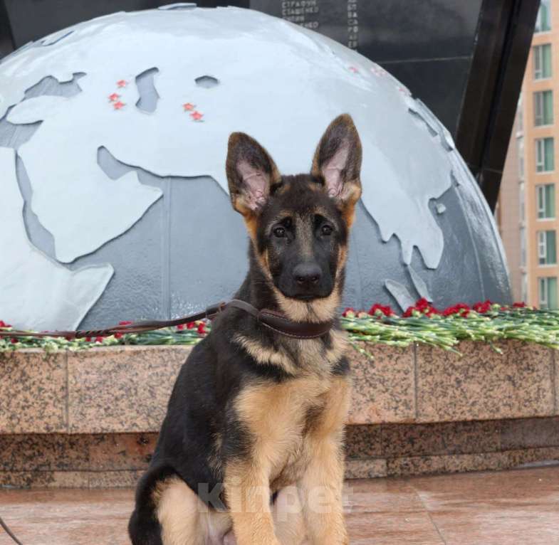 Собаки в Хабаровске: Щенок немецкой овчарки ДЕВОЧКА Девочка, 45 000 руб. - фото 3