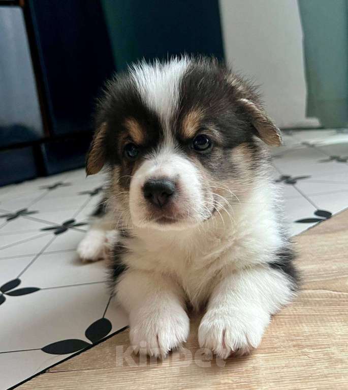 Собаки в Челябинске: Щенок Вельш корги пемброк Девочка, 60 000 руб. - фото 1