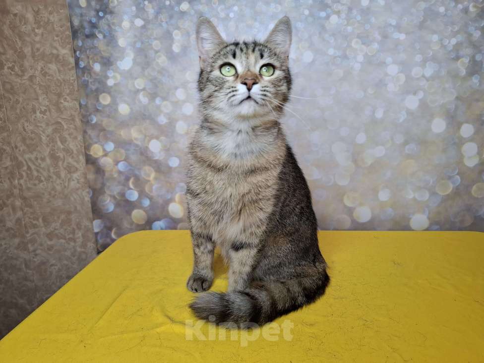 Кошки в Москве: Кошка в добрые руки Девочка, Бесплатно - фото 3