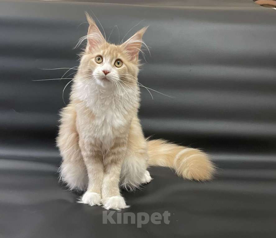 Кошки в Артеме: Девочка порода мейн кун Девочка, 50 000 руб. - фото 6