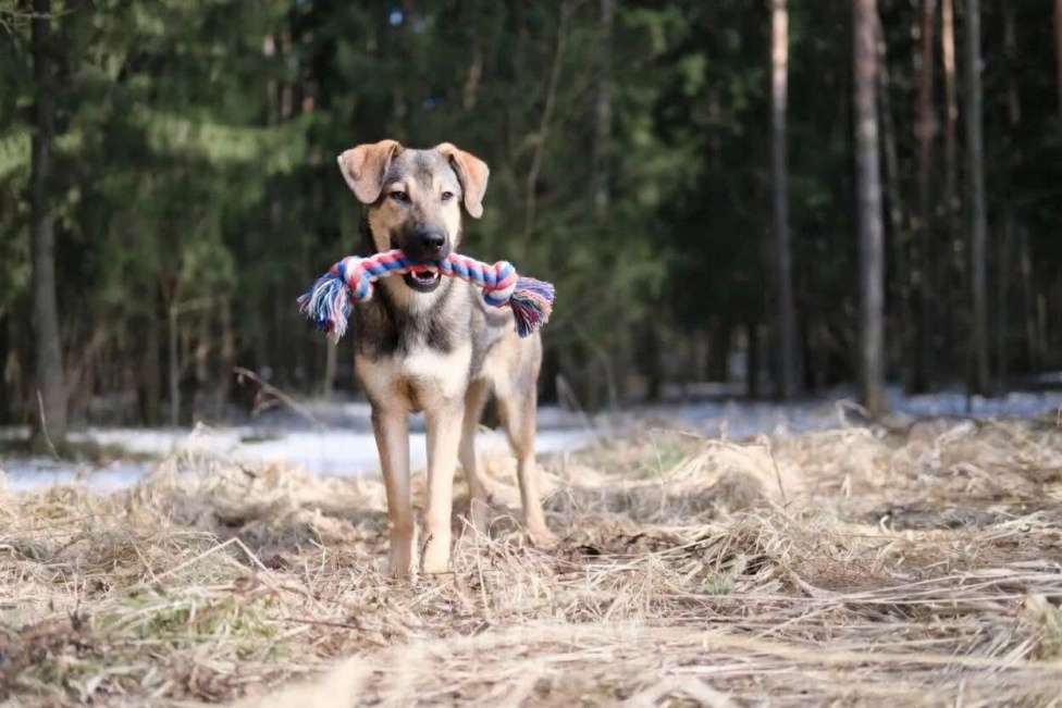 Собаки в Москве: Щенок в добрые руки Мальчик, Бесплатно - фото 1