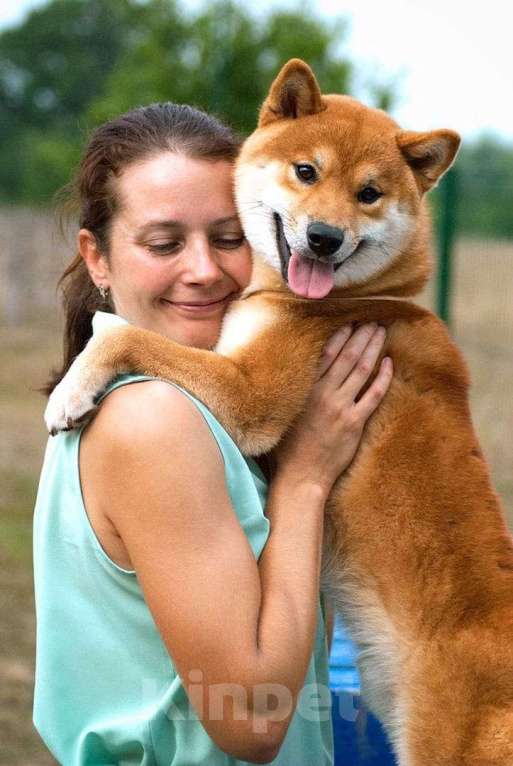 Собаки в Санкт-Петербурге: Сиба ину вязка с чемпионом Мальчик, 40 000 руб. - фото 1