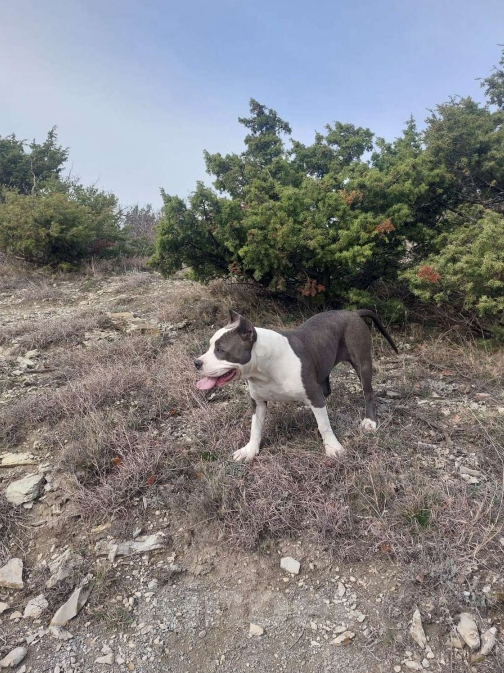 Собаки в Сосновоборске: Пристраевается сука с документами РКФ. Девочка, Бесплатно - фото 3