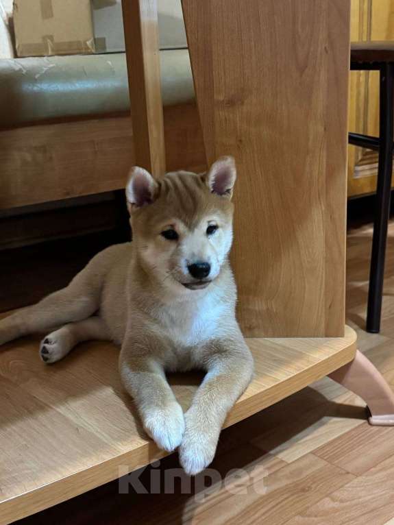 Собаки в Тюмени: Девочки породы Сиба ину Девочка, 35 000 руб. - фото 2