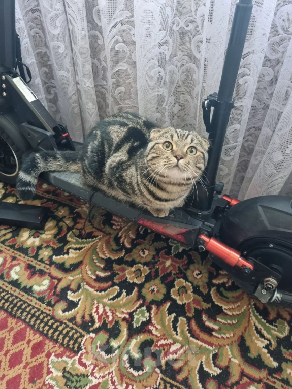 Кошки в Сочи: Отдам в хорошие руки. Мальчик, Бесплатно - фото 1