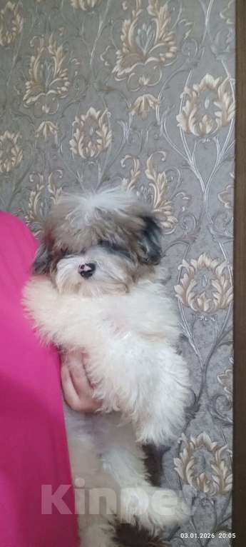 Собаки в Краснодаре: Голубой с белым Мальчик, 30 000 руб. - фото 2