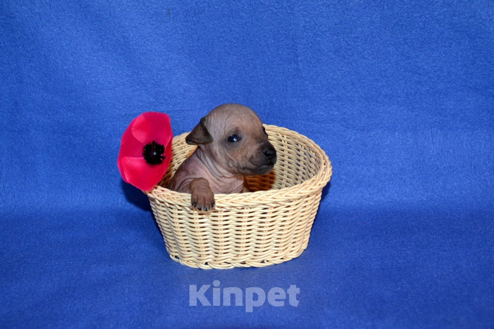 Собаки в Москве: Щенки американского голого терьера  Девочка, 40 000 руб. - фото 5