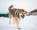 Собаки в Москве: Тобби Мальчик, Бесплатно - фото 7