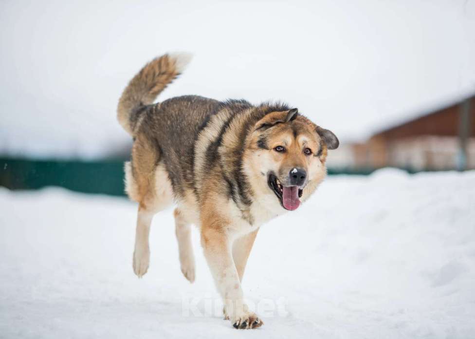 Собаки в Москве: Тобби Мальчик, Бесплатно - фото 7